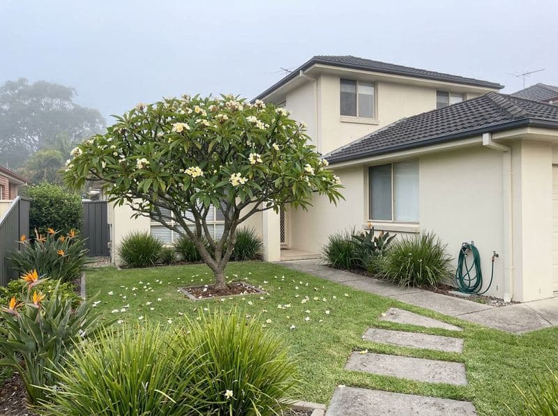 Mature frangipani in a tidy Northern Beaches front garden with sandstone stepping-stone path