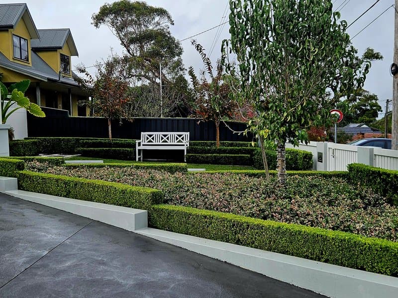 Tiered box hedges, white bench and ornamental trees in a front garden