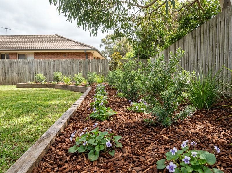 Freshly mulched native garden bed with native violet groundcover in dappled sunlight