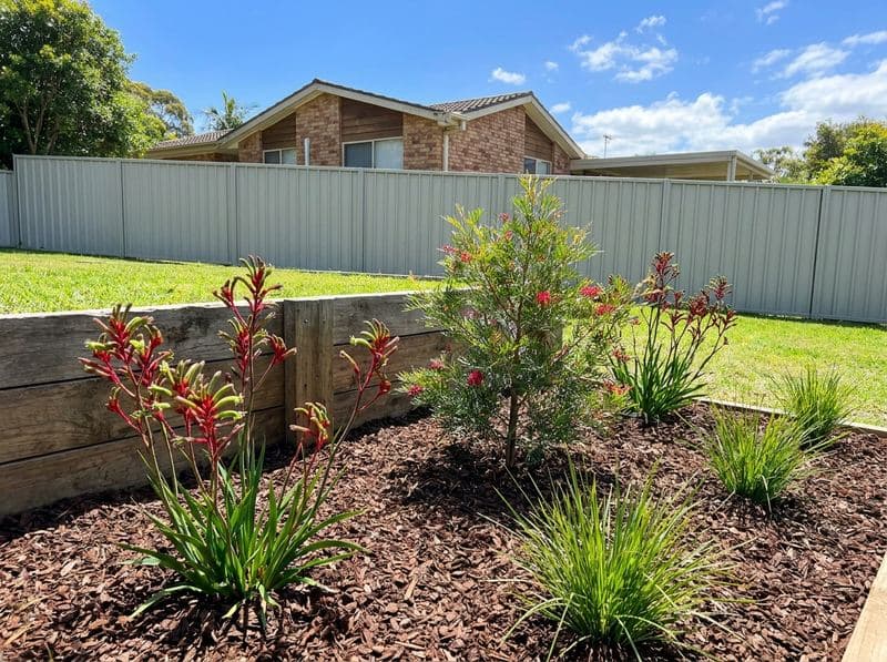 Native garden bed with lomandra, grevillea and kangaroo paw freshly mulched in golden hour light