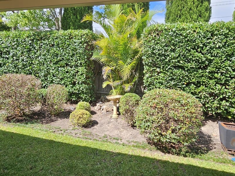 Trimmed hedges, topiary and neat lawn edges in a sunny backyard