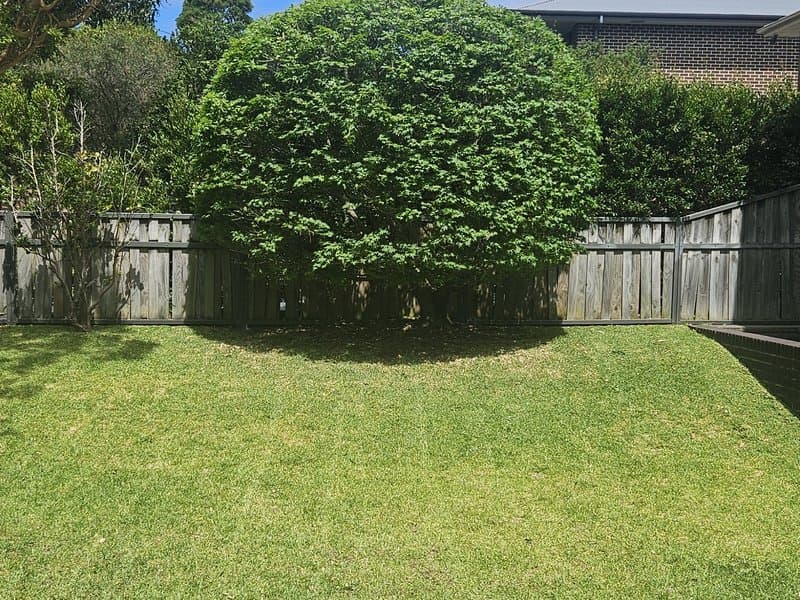 Freshly mowed green lawn with shaped hedge in a sunny backyard