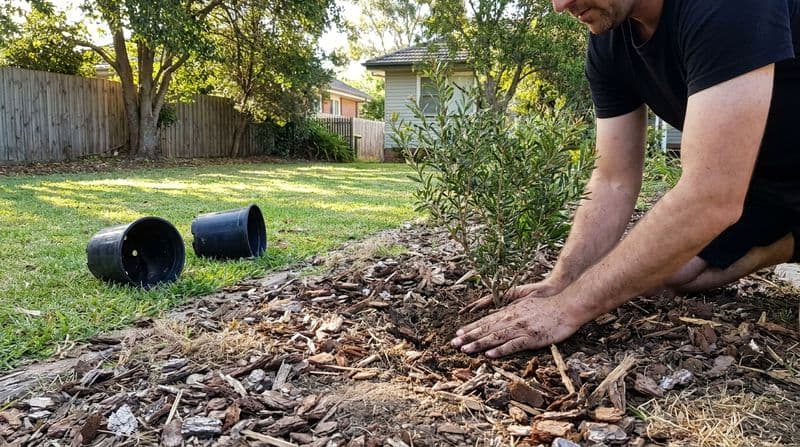 Hands pressing soil around a newly planted native shrub in a mulched garden bed